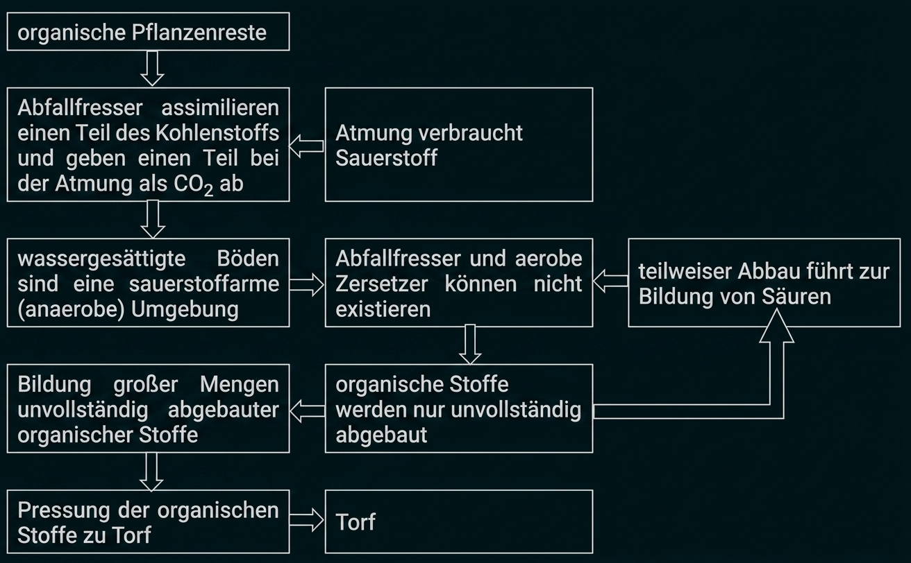 Flussdiagramm: Torfbildung aus organischen Pflanzenresten in sauerstoffarmen, wassergesättigten Böden.